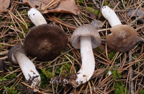 Gemeiner Erd-Ritterling (Tricholoma terreum) - © Michaela und Gernot Friebes